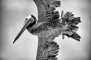 California Brown Pelican. by Matthew Fischbach 
